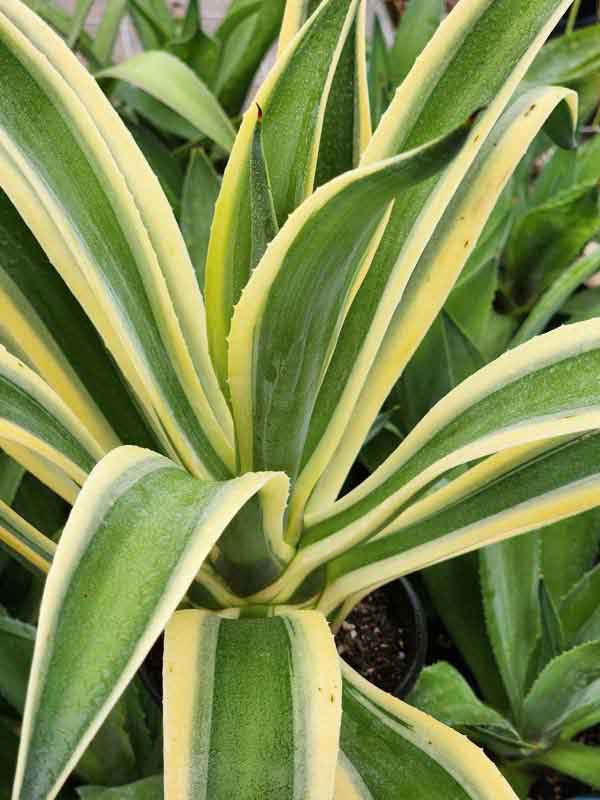 Lg. Soft Leaf Desert Sunset Wide Margin Agave Plant (agave desmentiana sp) - Image 5