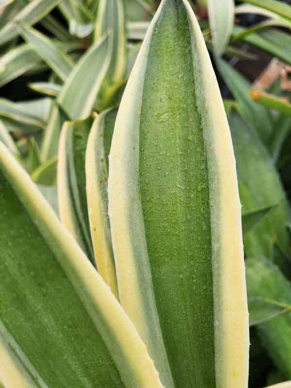 Lg. Soft Leaf Desert Sunset Wide Margin Agave Plant (agave desmentiana sp) - Image 4