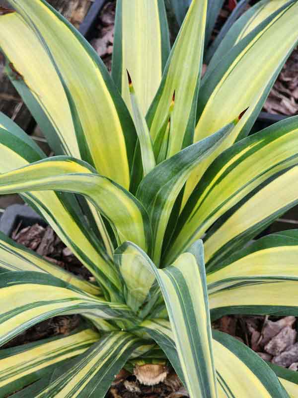 Lg. Rare Soft Leaf Striated Agave Plant (agave desmentiana sp) - Image 2