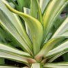 Lg. Rare Soft Leaf Striated Agave Plant (agave desmentiana sp)