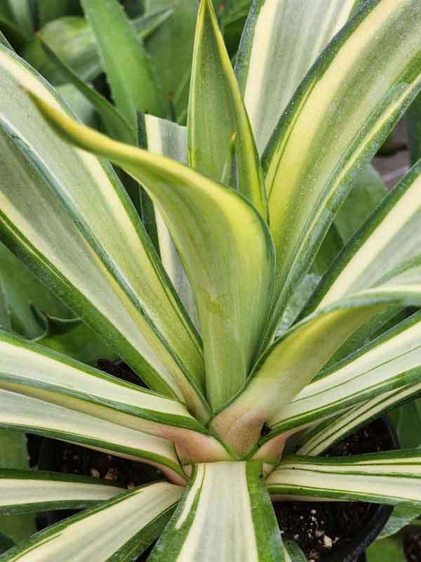 Lg. Rare Soft Leaf Striated Agave Plant (agave desmentiana sp)