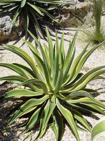 Lg. Soft Leaf Spineless Variegated Soft Leaf Agave Plant (agave desmentiana sp)