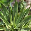Lg. Lemon Shark Marginata Sharkskin Agave Plant (agave ferdinandi x scabra)