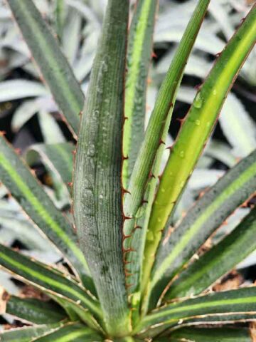 Lg. Phenomenal Fatal Attraction Agave Plant (agave funkiana)