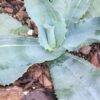 Lg. Eye Catching Lemon Twist Agave Plant (agave gypsophila marginata)