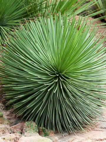 Lg. Foxy Hedgehog, Best Solitary Container Agave Plant (agave geminiflora)