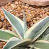 Lg. Creme Brulee Rosette Agave Plant (agave guiengola sp)