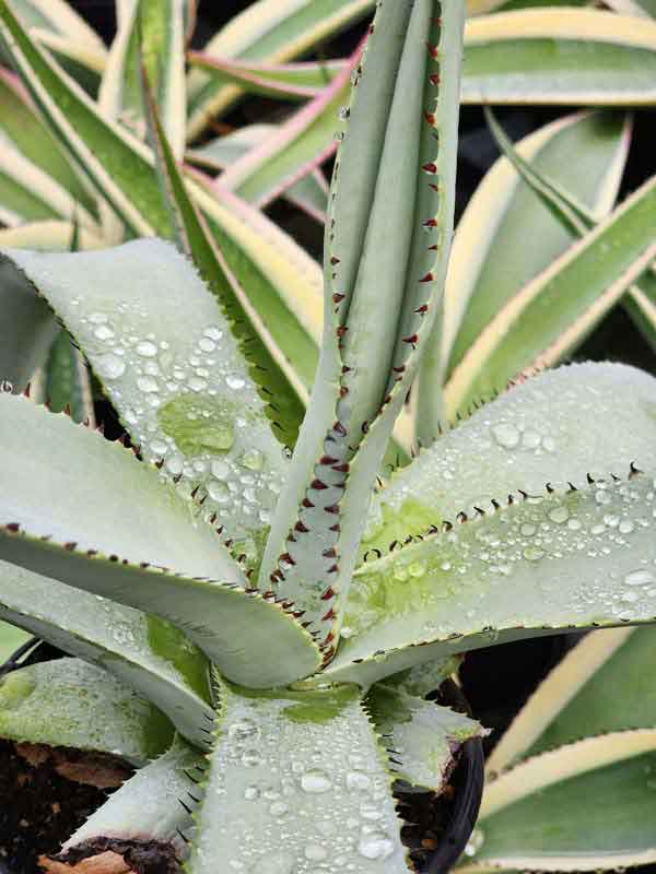 Lg. Massive Platinum Agave Plant (agave guiengola) - Image 2