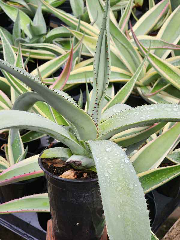 Lg. Massive Platinum Agave Plant (agave guiengola) - Image 3