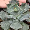 Lg. Hoji Raijin Agave (agave isthmensis sp.)