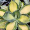 Lg. Colorful Rum Runner Agave Plant (agave isthmensis sp)