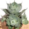 Lg. Engaging Confederate Rose Agave Plant (agave kichijokan)