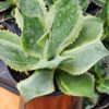 Lg. Variegated Kissho Jewel Agave Plant (agave potatorum sp)