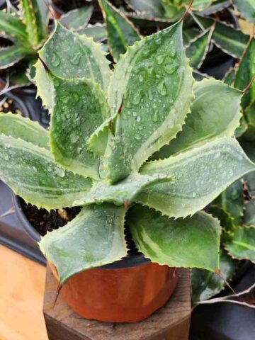 Lg. Variegated Kissho Jewel Agave Plant (agave potatorum sp)