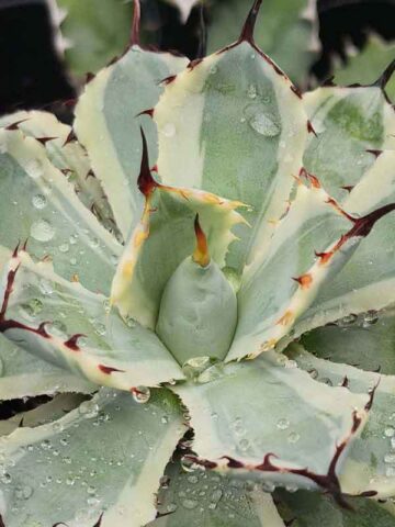 Lg. Variegated Kissho Kan Agave Plant (agave potatorum sp) - Image 3