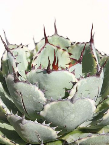Alternative view of Lg. Variegated Kissho Kan Agave Plant (agave potatorum sp)