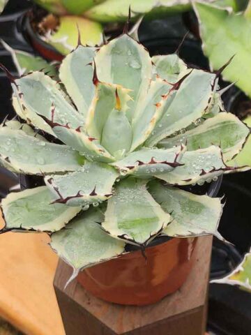 Lg. Variegated Kissho Kan Agave Plant (agave potatorum sp) - Image 5