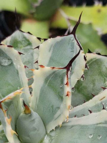 Lg. Variegated Kissho Kan Agave Plant (agave potatorum sp) - Image 4