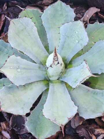 Lg. Nishiki Rosette Kissho Kan Agave Plant (agave potatorum sp)