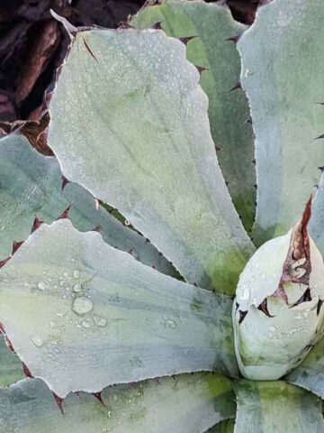 Alternative view of Lg. Nishiki Rosette Kissho Kan Agave Plant (agave potatorum sp)