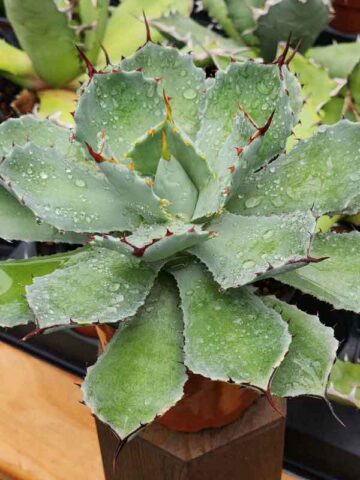 Lg. Nishiki Rosette Kissho Kan Agave Plant (agave potatorum sp) - Image 3