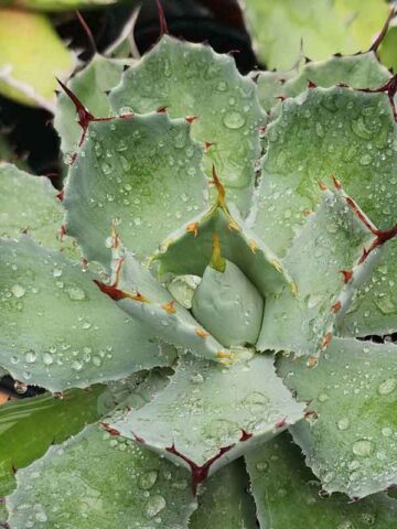 Lg. Nishiki Rosette Kissho Kan Agave Plant (agave potatorum sp) - Image 4