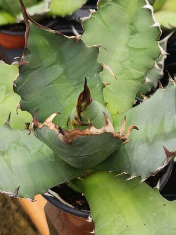 Lg. Super Gnarly Japanese Fish Hook Agave Plant (agave oteroi kyoto)