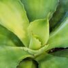 Lg. Yellow Rose Agave Plant (agave kichijokan)