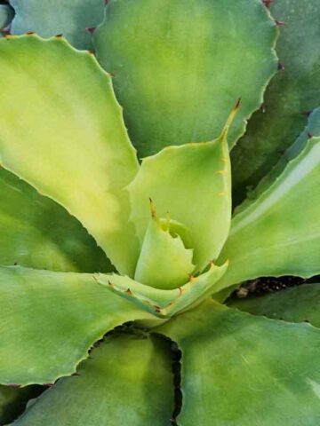 Lg. Yellow Rose Agave Plant (agave kichijokan)