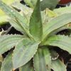 Lg. Ethereal Bicolor Green Agave Plant (agave lophantha)