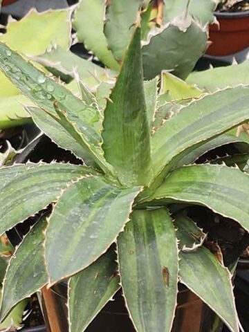 Lg. Ethereal Bicolor Green Agave Plant (agave lophantha)