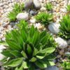 Lg. Rio Grande Agave Plant (agave lophantha)