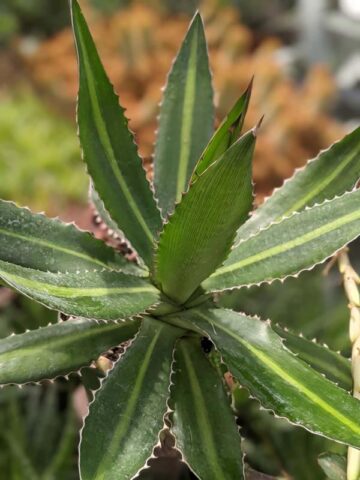 Lg. Rio Grande Agave Plant (agave lophantha) - Image 7
