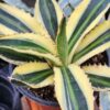 Lg. Quadricolor Rio Grande Agave Plant (agave lophantha)