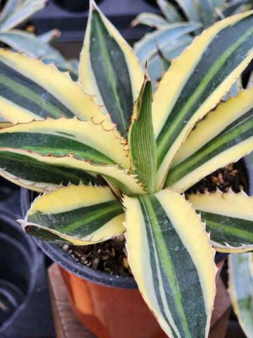 Lg. Quadricolor Rio Grande Agave Plant (agave lophantha)