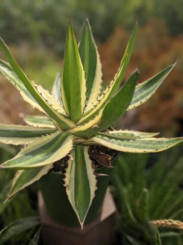 Lg. Quadricolor Rio Grande Agave Plant (agave lophantha) - Image 3