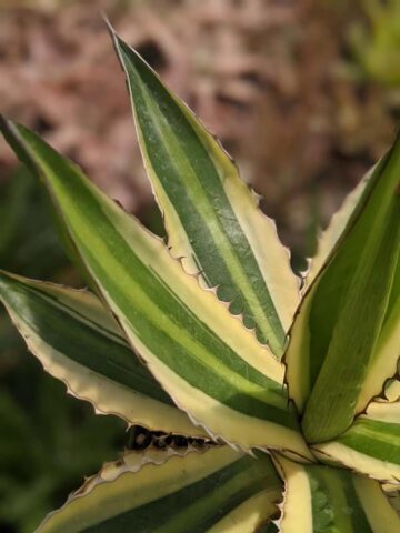 Lg. Quadricolor Rio Grande Agave Plant (agave lophantha) - Image 5