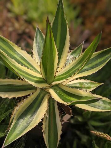 Lg. Quadricolor Rio Grande Agave Plant (agave lophantha)