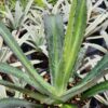 XL Beastly Logan Calhoun Agave Plant (agave lophantha x salmiana)