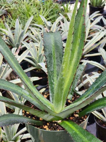 XL Beastly Logan Calhoun Agave Plant (agave lophantha x salmiana)