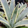 Lg. Colorful Blue Ribbon Variegated Agave Plant (agave macroacantha sp)