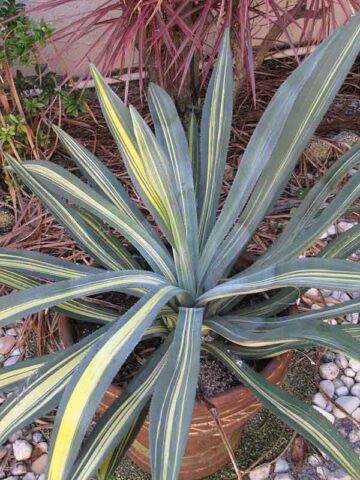 Lg. Murpheyi Varigata Grandis Agave Plant (agave murpheyi sp)