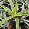 Lg. Delicate Nizandensis Double Stripe Agave Plant (agave nizandensis sp)