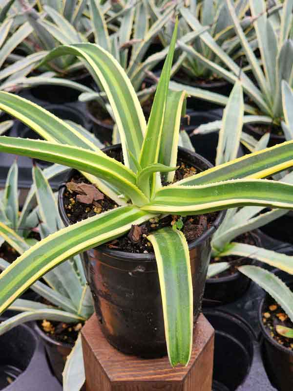 Lg. Delicate Nizandensis Double Stripe Agave Plant (agave nizandensis sp)