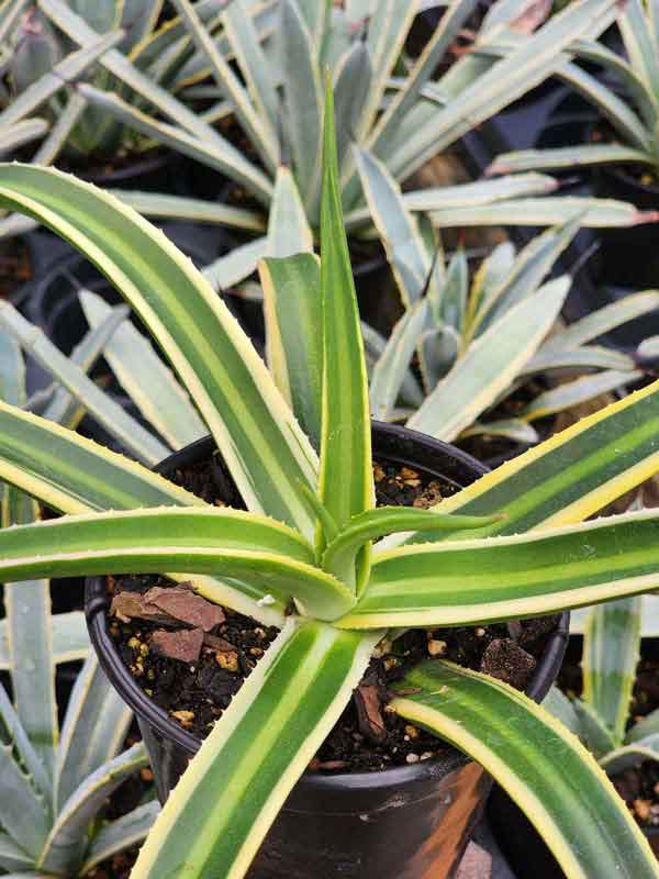 Lg. Delicate Nizandensis Double Stripe Agave Plant (agave nizandensis sp) - Image 3