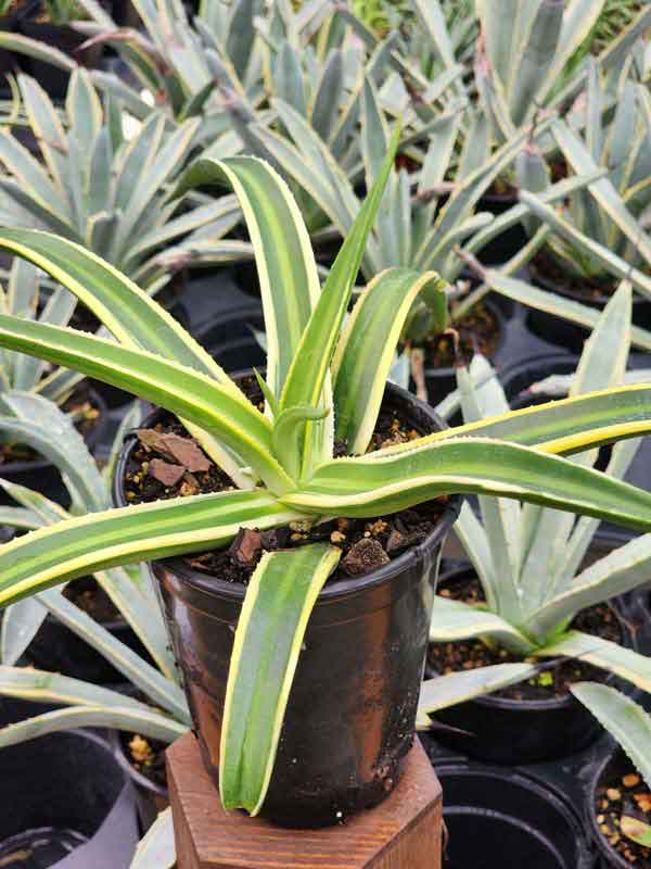 Lg. Delicate Nizandensis Double Stripe Agave Plant (agave nizandensis sp) - Image 2