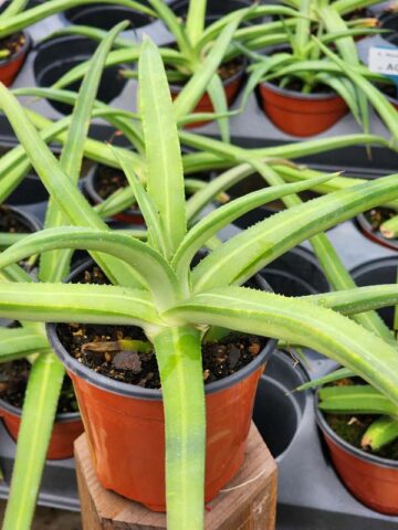 Lg. Beautiful Nizanda Green Striped Agave Plant (agave nizandensis sp) - Image 3