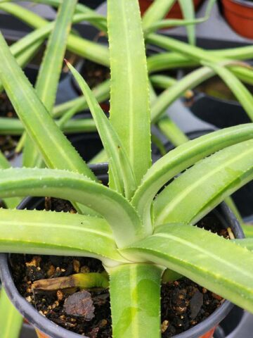 Alternative view of Lg. Beautiful Nizanda Green Striped Agave Plant (agave nizandensis sp)