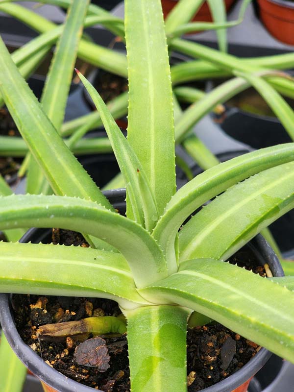 Lg. Beautiful Nizanda Green Striped Agave Plant (agave nizandensis sp) - Image 2