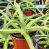 Lg. Beautiful Nizanda Green Striped Agave Plant (agave nizandensis sp)